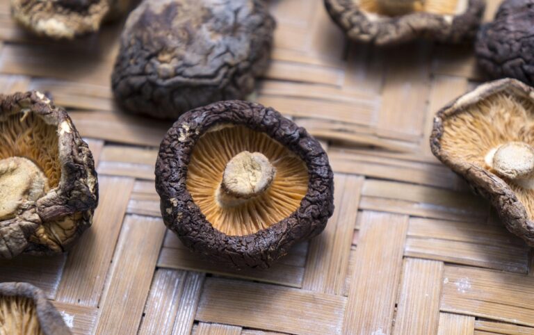 Medicinal mushrooms: Lion's Mane, Reishi and Cordyceps